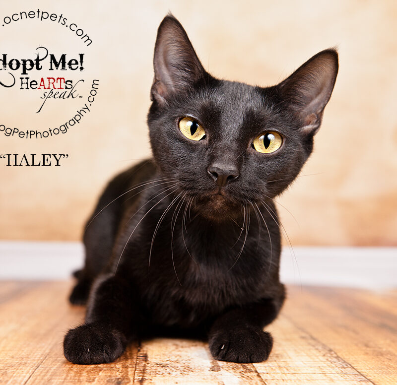 Adopt a Senior Pet Month | Cats in Orlando, FL