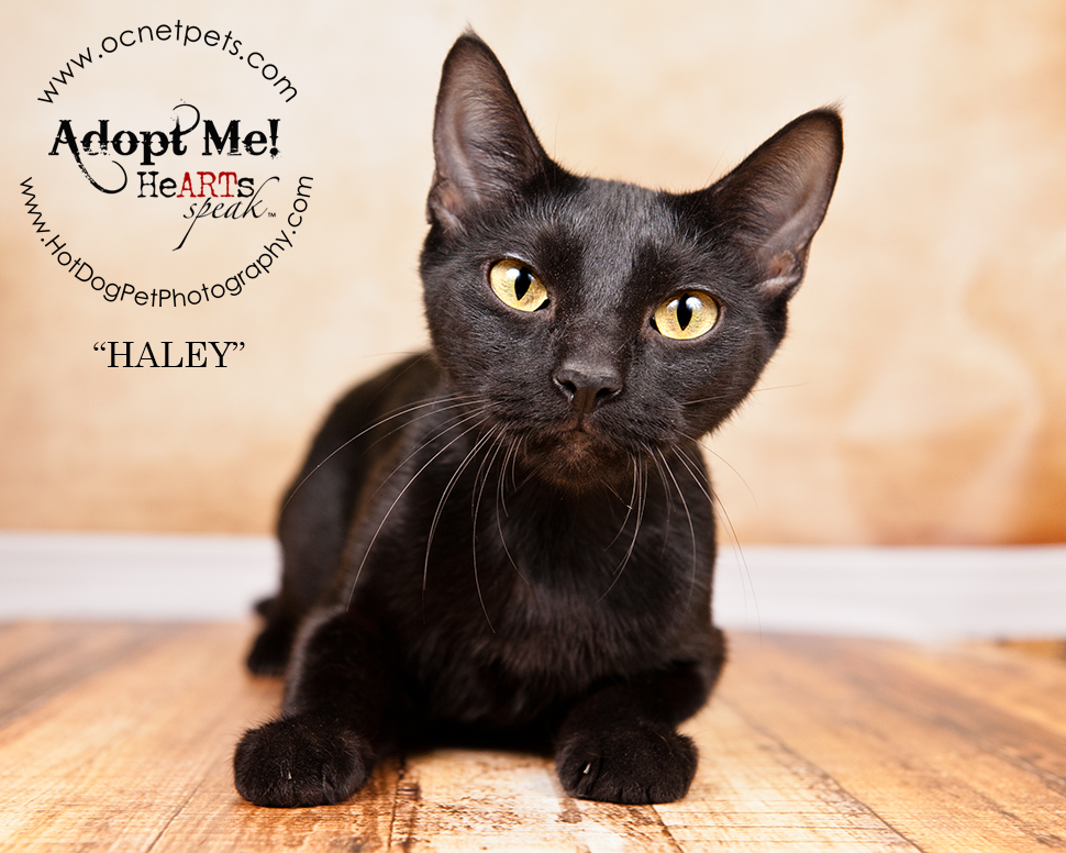 Adopt a Senior Pet Month Cats in Orlando FL Hot Dog Adopt a Senior Pet Month Cats in Orlando FL Hot Dog