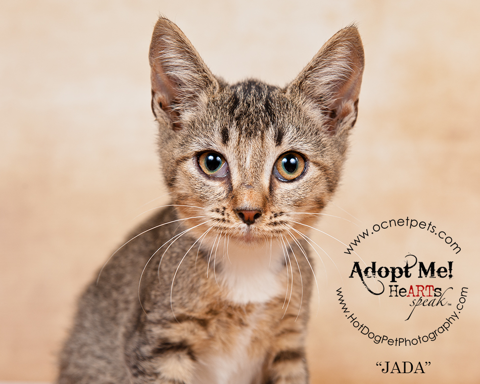 Adopt a Senior Pet Month | Cats in Orlando, FL