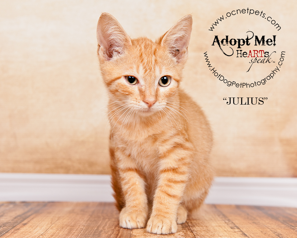 Adopt a Senior Pet Month | Cats in Orlando, FL