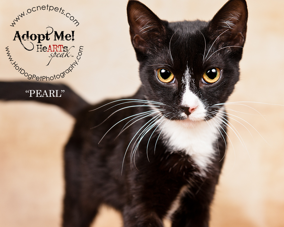 Adopt a Senior Pet Month | Cats in Orlando, FL