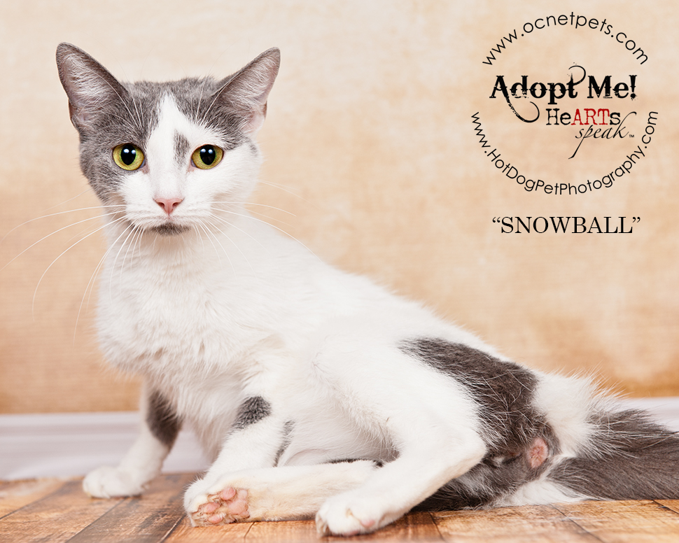 Adopt a Senior Pet Month Cats in Orlando, FL Hot Dog! Pet Photography