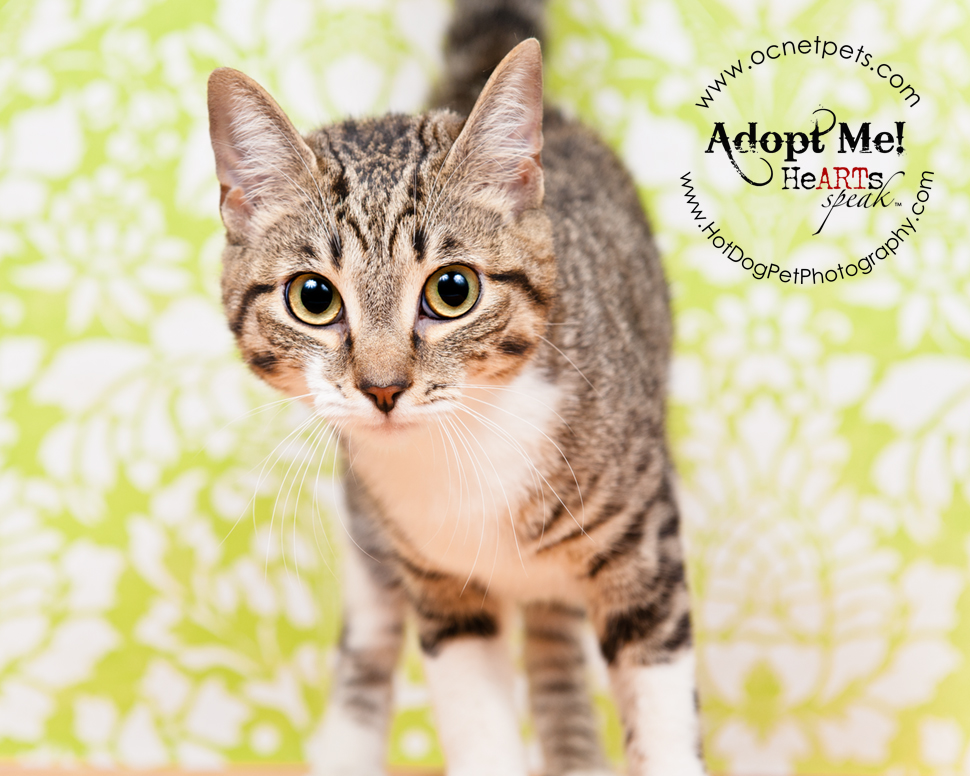Adopt a Senior Pet Month at Orange County Animal Services