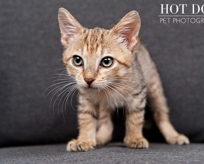 Milkshakes, Mandy & Grim | Adoptable Kittens