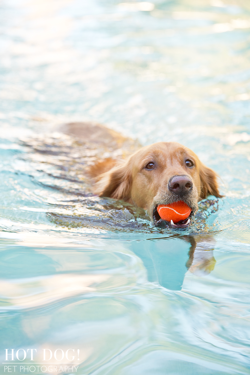 Leo, Luke & Colby the Water-Loving Pups | Casselberry Pet Photography