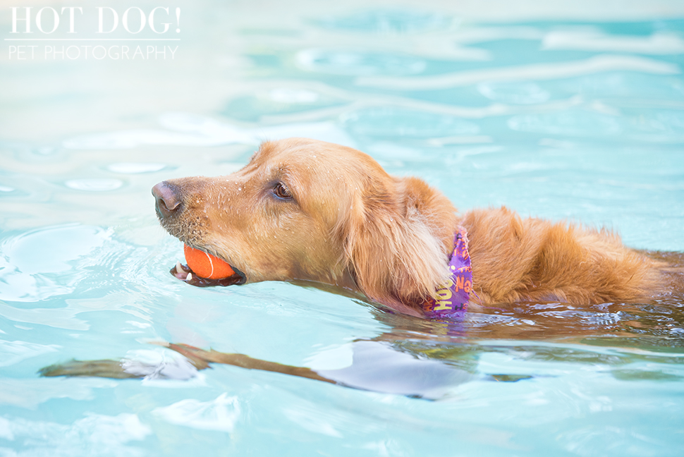 Leo, Luke & Colby the Water-Loving Pups | Casselberry Pet Photography