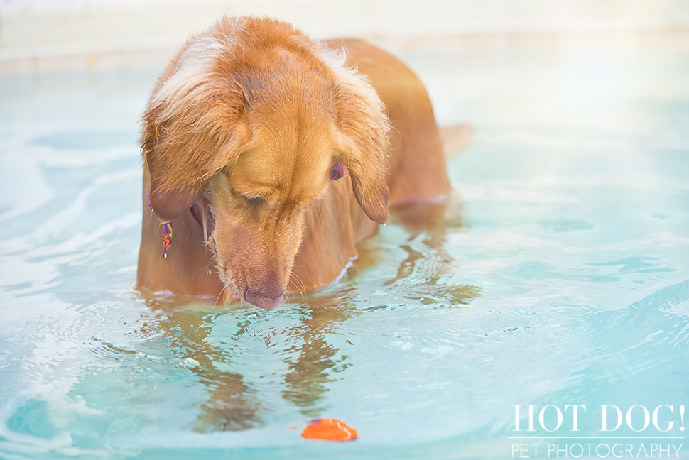 Leo, Luke & Colby the Water-Loving Pups | Casselberry Pet Photography