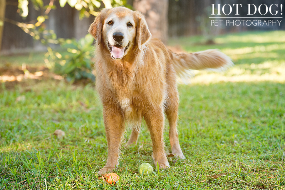 Leo, Luke & Colby the Water-Loving Pups | Casselberry Pet Photography