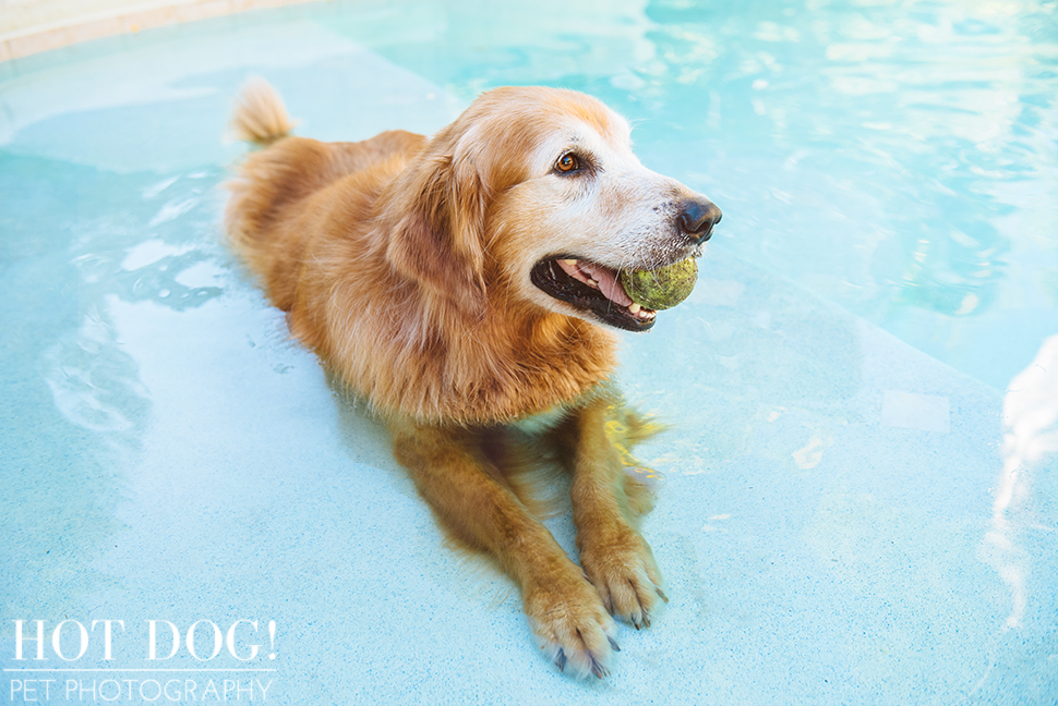 Leo, Luke & Colby the Water-Loving Pups | Casselberry Pet Photography