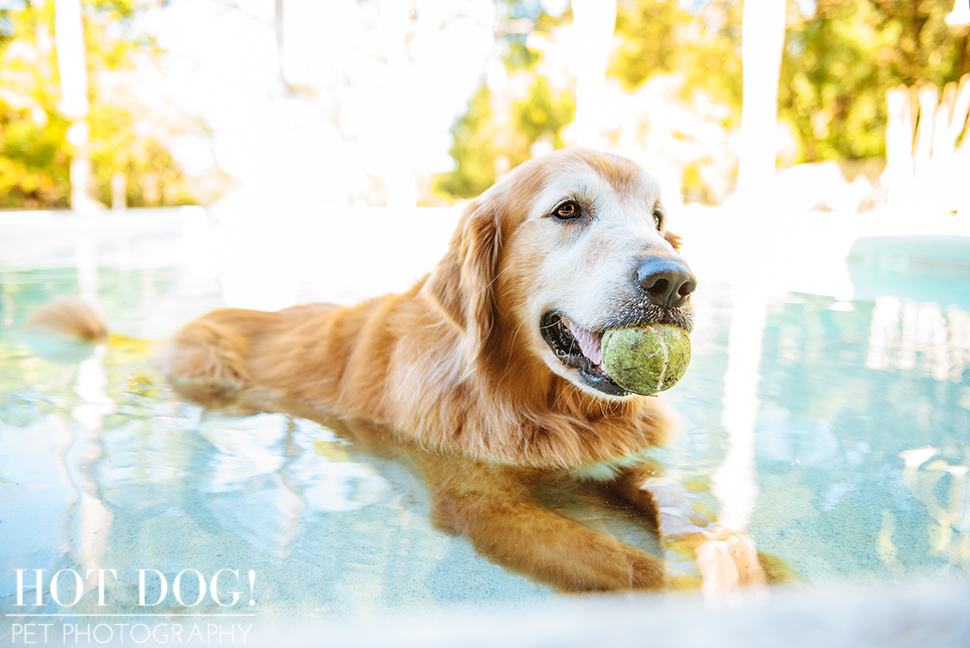 Leo, Luke & Colby the Water-Loving Pups | Casselberry Pet Photography