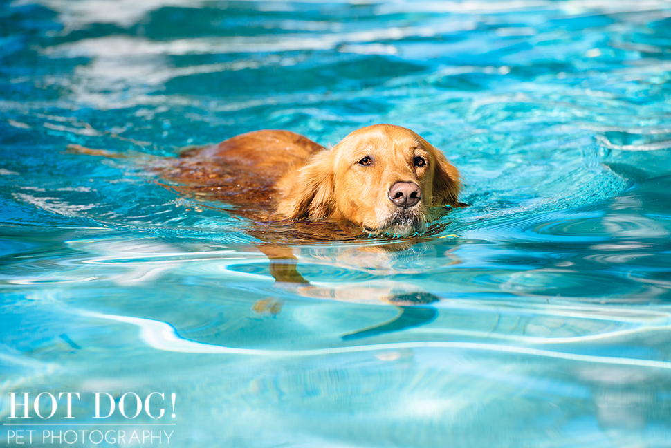 Leo, Luke & Colby the Water-Loving Pups | Casselberry Pet Photography