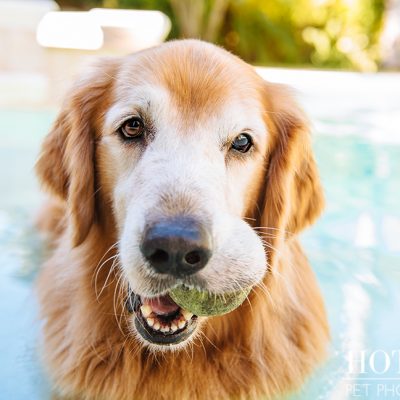 Leo, Luke & Colby the Water-Loving Pups | Casselberry Pet Photography