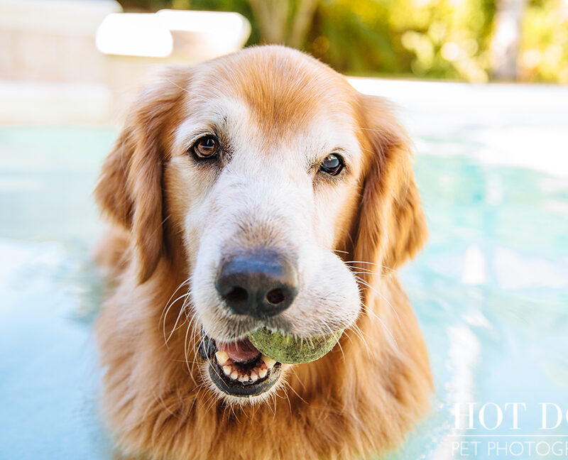Leo, Luke & Colby the Water-Loving Pups | Casselberry Pet Photography