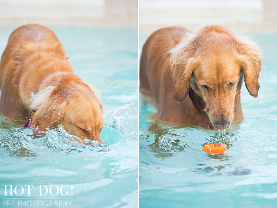 Leo, Luke & Colby the Water-Loving Pups | Casselberry Pet Photography