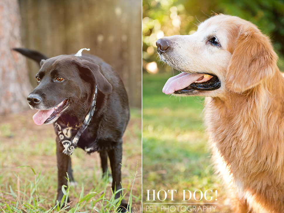 Leo, Luke & Colby the Water-Loving Pups | Casselberry Pet Photography
