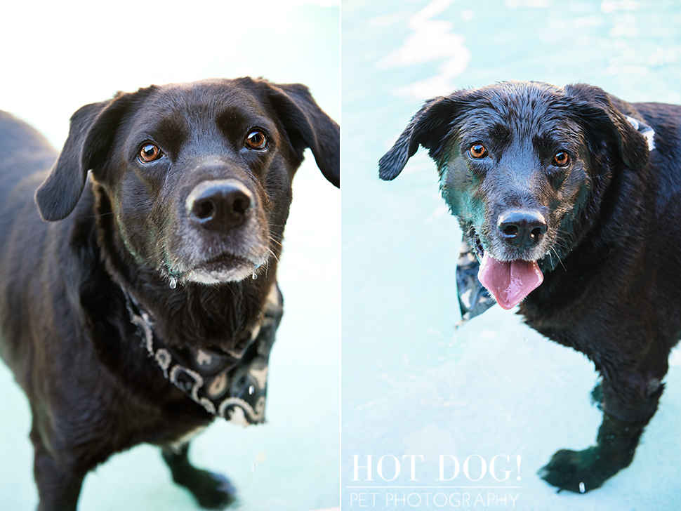 Leo, Luke & Colby the Water-Loving Pups | Casselberry Pet Photography