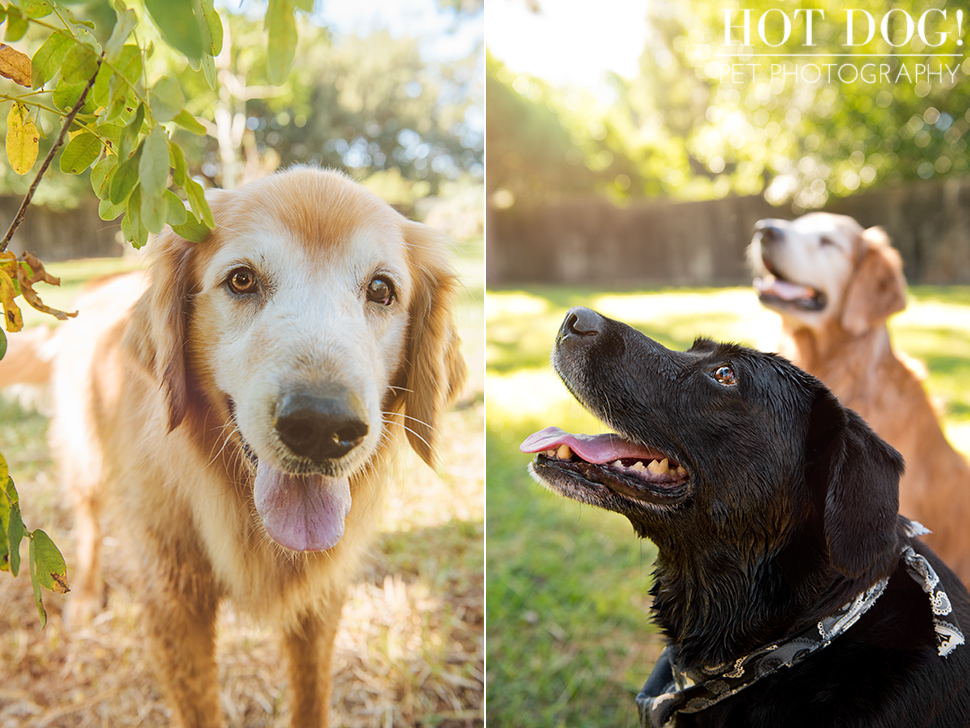 Leo, Luke & Colby the Water-Loving Pups | Casselberry Pet Photography