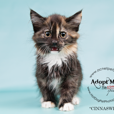 Military Family Appreciation Month | Adoptable Cats in Orlando