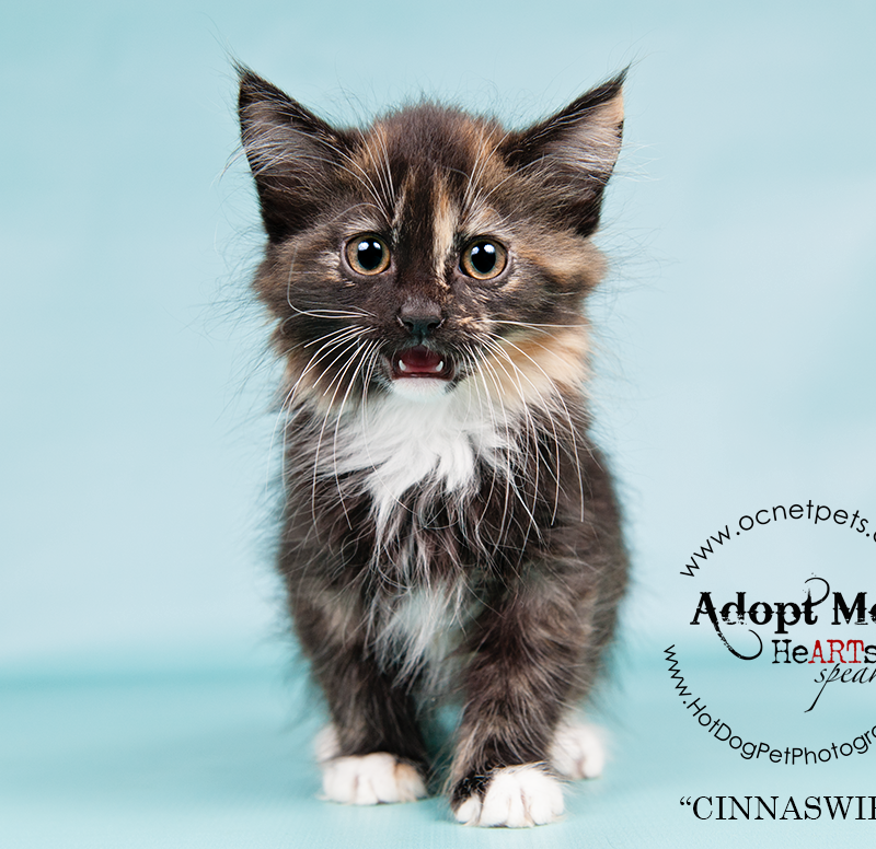 Military Family Appreciation Month | Adoptable Cats in Orlando