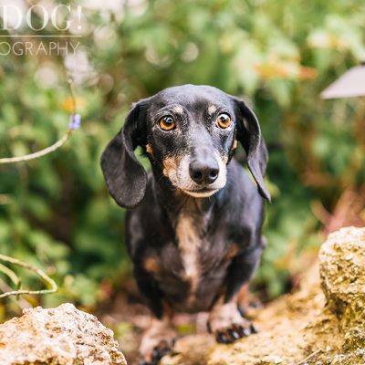 The Willoughby Dachshunds | Mt. Dora Pet Photography