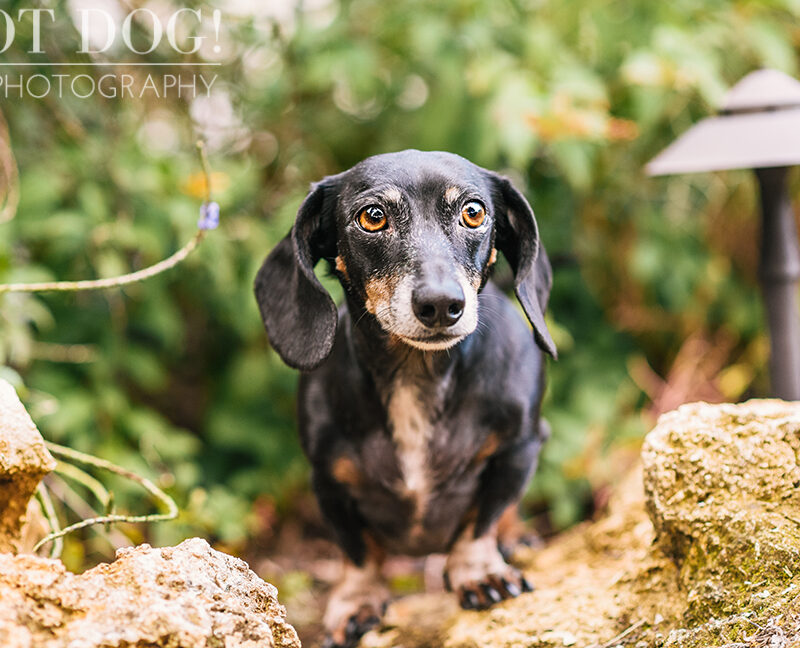 The Willoughby Dachshunds | Mt. Dora Pet Photography