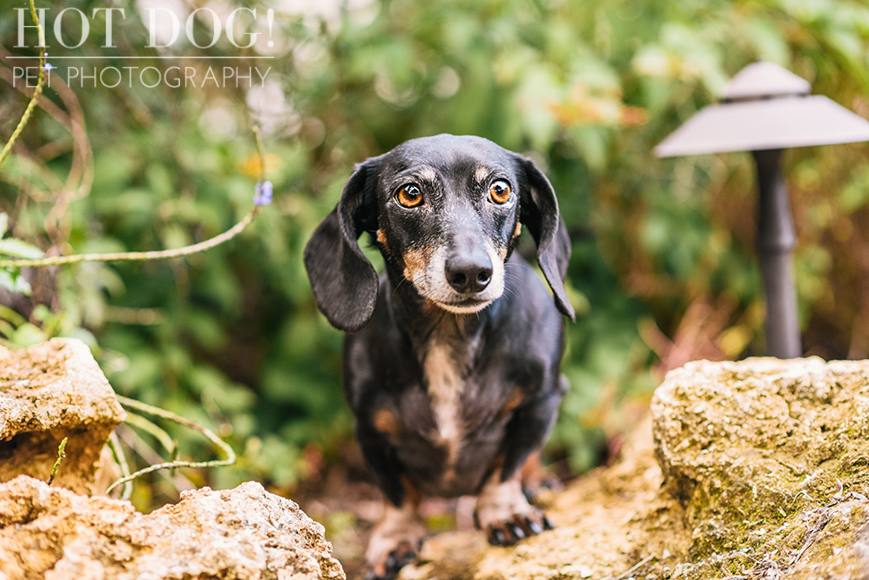 The Willoughby Dachshunds | Mt. Dora Pet Photography by Hot Dog! Pet Photography | Tom and Erika Pitera