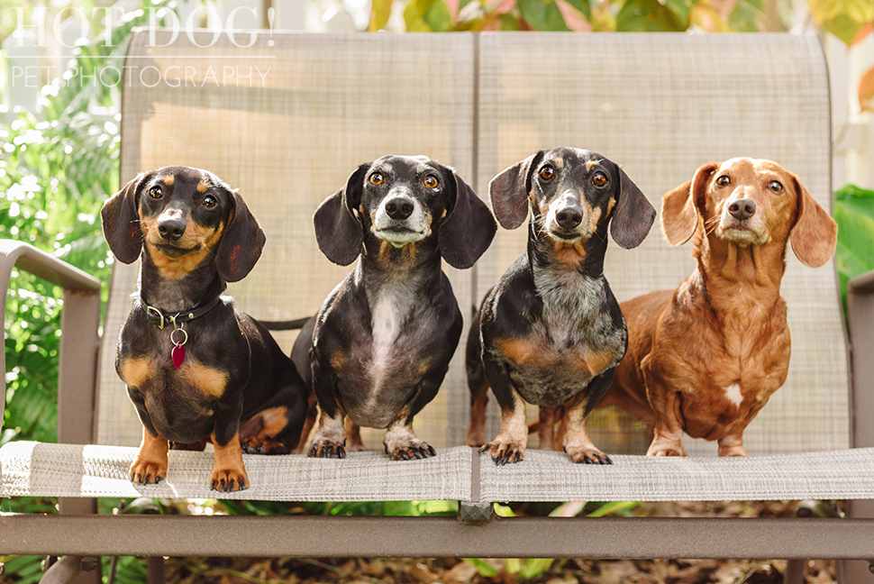 The Willoughby Dachshunds | Mt. Dora Pet Photography by Hot Dog! Pet Photography | Tom and Erika Pitera