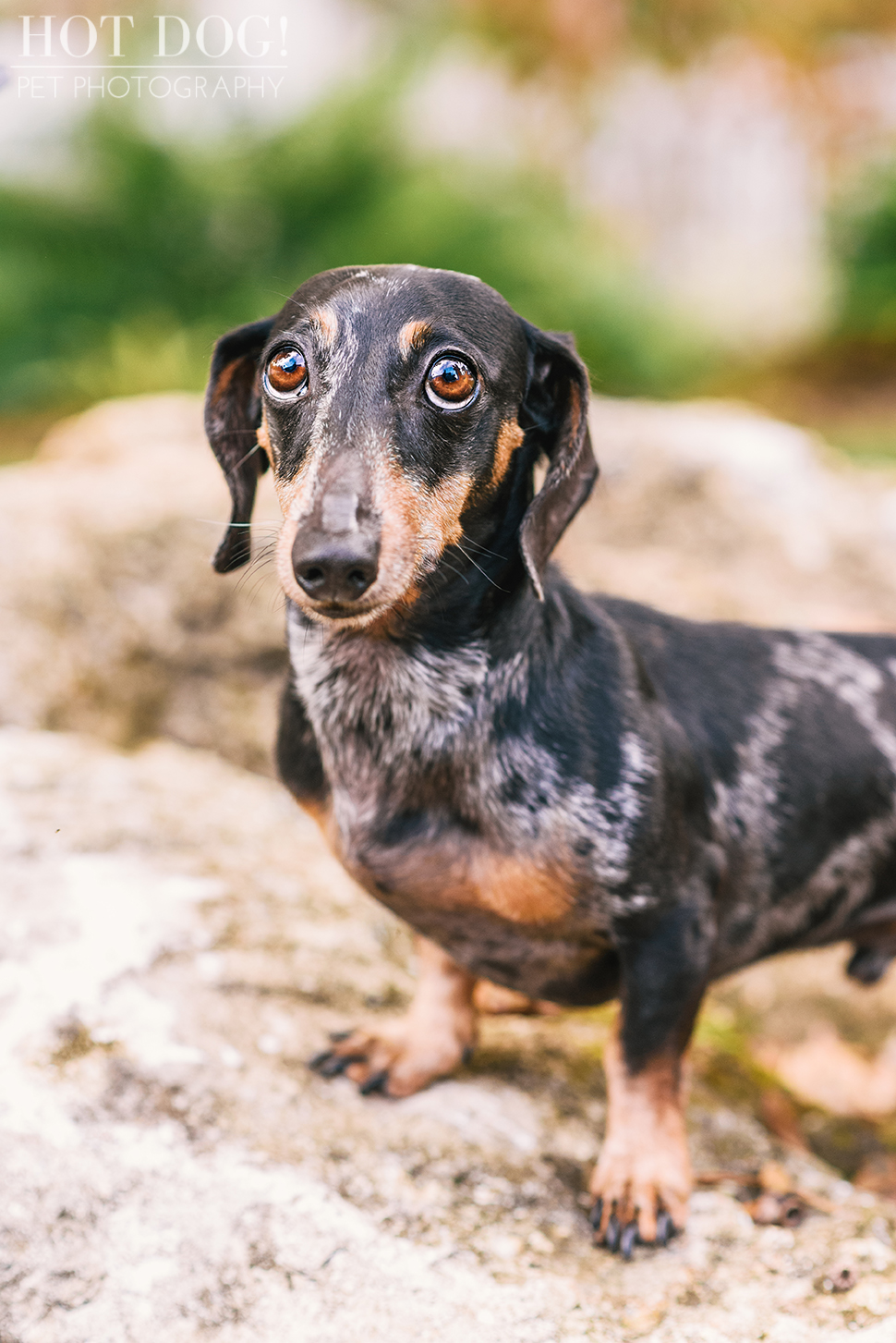 The Willoughby Dachshunds | Mt. Dora Pet Photography by Hot Dog! Pet Photography | Tom and Erika Pitera