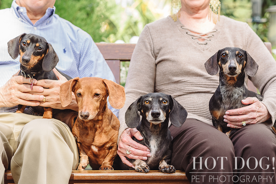 The Willoughby Dachshunds | Mt. Dora Pet Photography by Hot Dog! Pet Photography | Tom and Erika Pitera