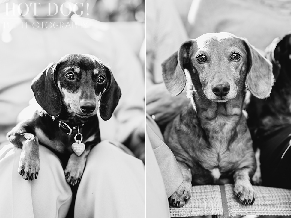 The Willoughby Dachshunds | Mt. Dora Pet Photography by Hot Dog! Pet Photography | Tom and Erika Pitera