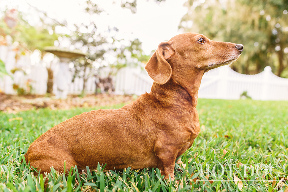 The Willoughby Dachshunds | Mt. Dora Pet Photography by Hot Dog! Pet Photography | Tom and Erika Pitera