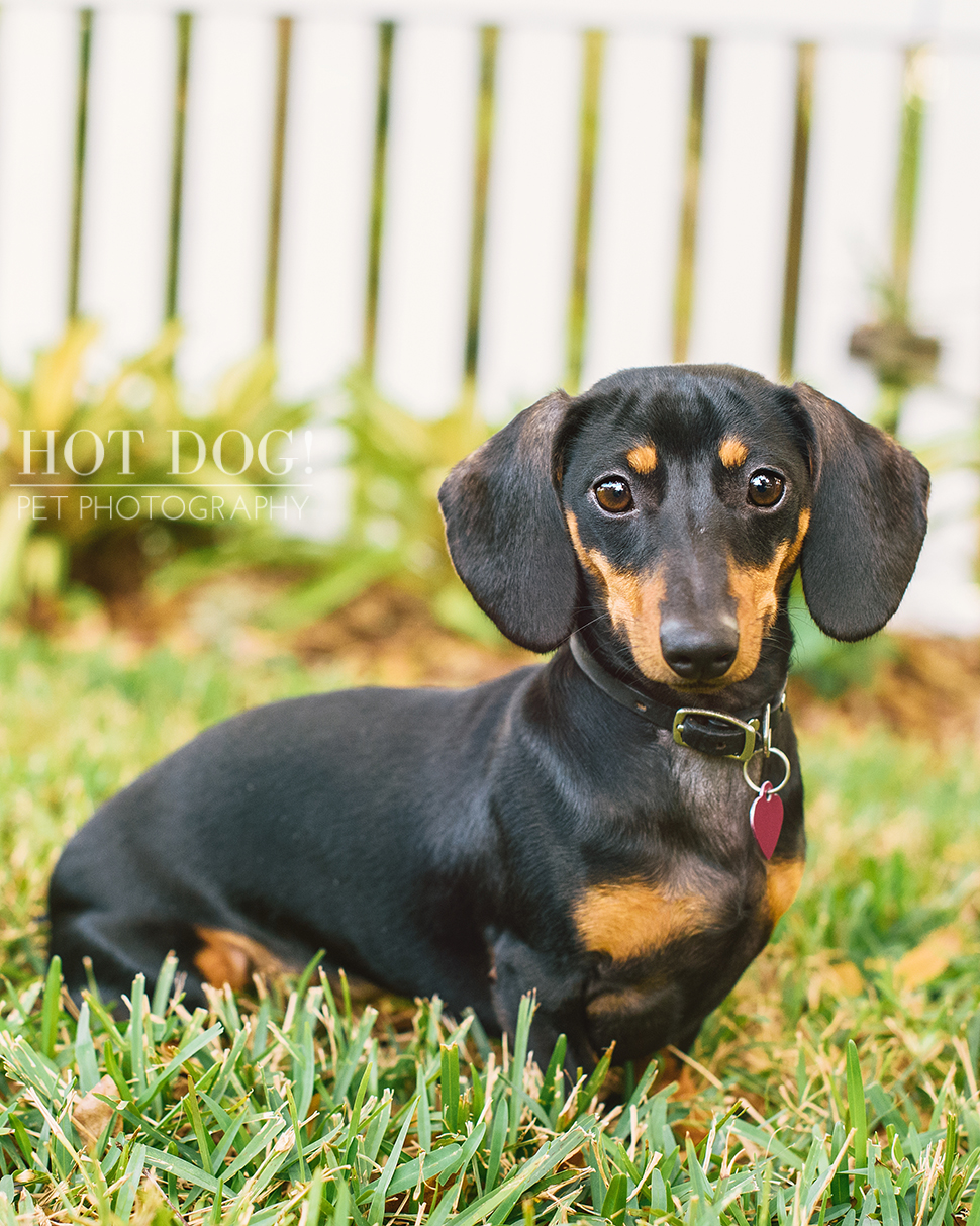 The Willoughby Dachshunds | Mt. Dora Pet Photography by Hot Dog! Pet Photography | Tom and Erika Pitera