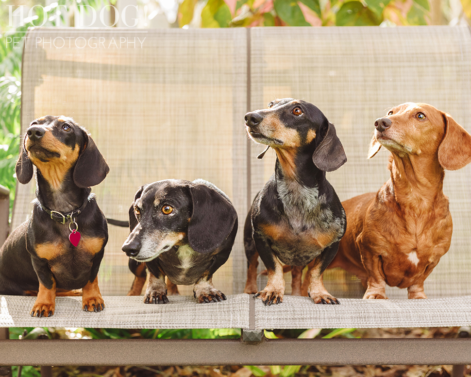 The Willoughby Dachshunds | Mt. Dora Pet Photography by Hot Dog! Pet Photography | Tom and Erika Pitera