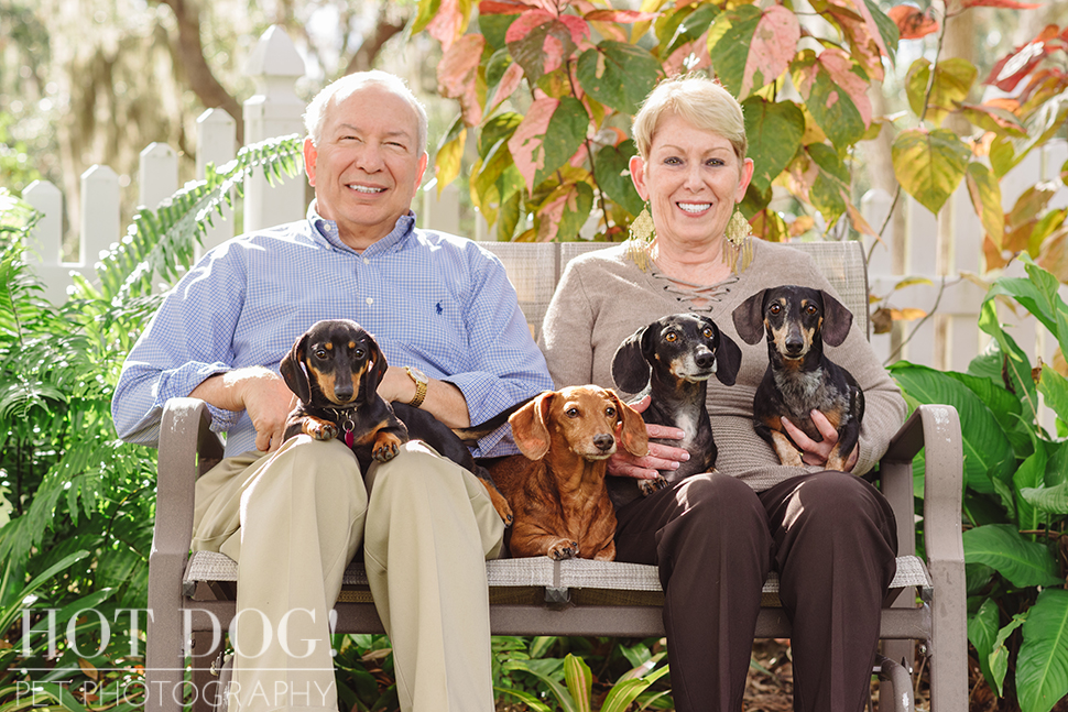 The Willoughby Dachshunds | Mt. Dora Pet Photography by Hot Dog! Pet Photography | Tom and Erika Pitera