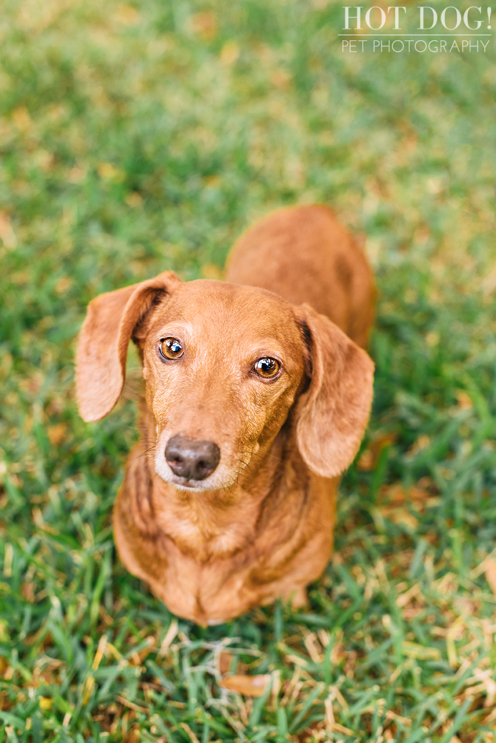 The Willoughby Dachshunds | Mt. Dora Pet Photography by Hot Dog! Pet Photography | Tom and Erika Pitera