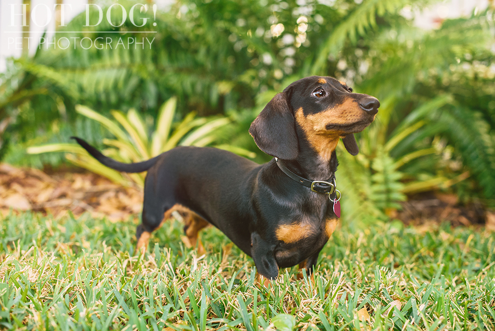 The Willoughby Dachshunds | Mt. Dora Pet Photography by Hot Dog! Pet Photography | Tom and Erika Pitera