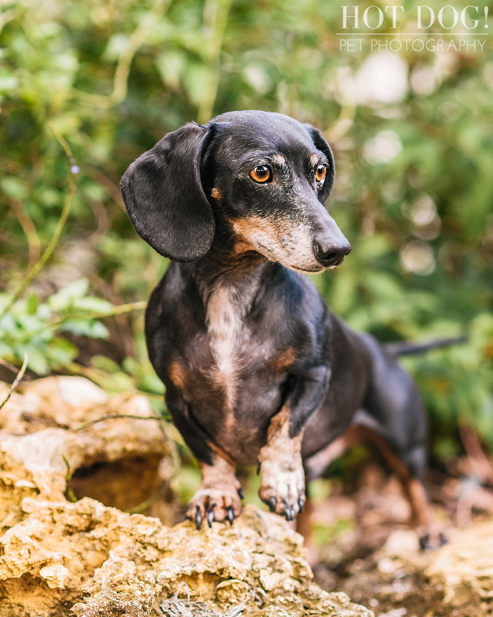 The Willoughby Dachshunds | Mt. Dora Pet Photography by Hot Dog! Pet Photography | Tom and Erika Pitera