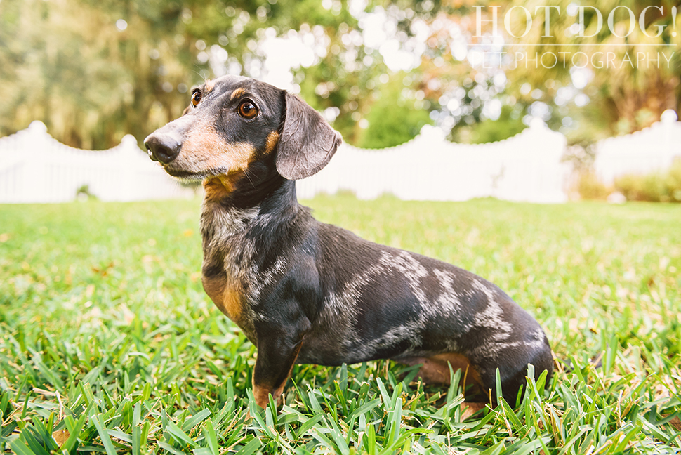 The Willoughby Dachshunds | Mt. Dora Pet Photography by Hot Dog! Pet Photography | Tom and Erika Pitera