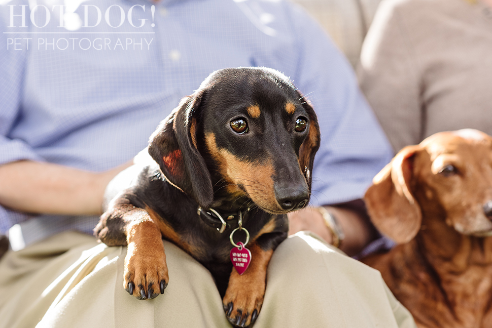 The Willoughby Dachshunds | Mt. Dora Pet Photography by Hot Dog! Pet Photography | Tom and Erika Pitera