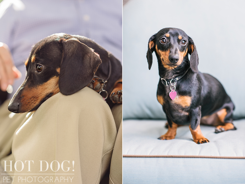 The Willoughby Dachshunds | Mt. Dora Pet Photography by Hot Dog! Pet Photography | Tom and Erika Pitera