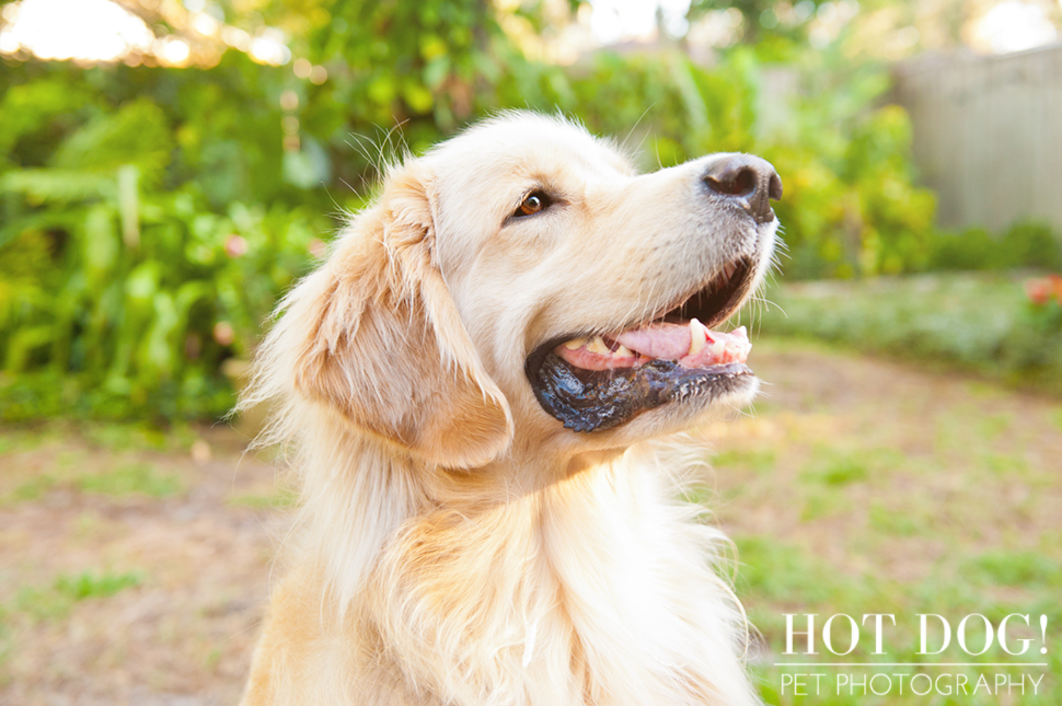 Maggie the Golden Retriever | Orlando Pet Photography