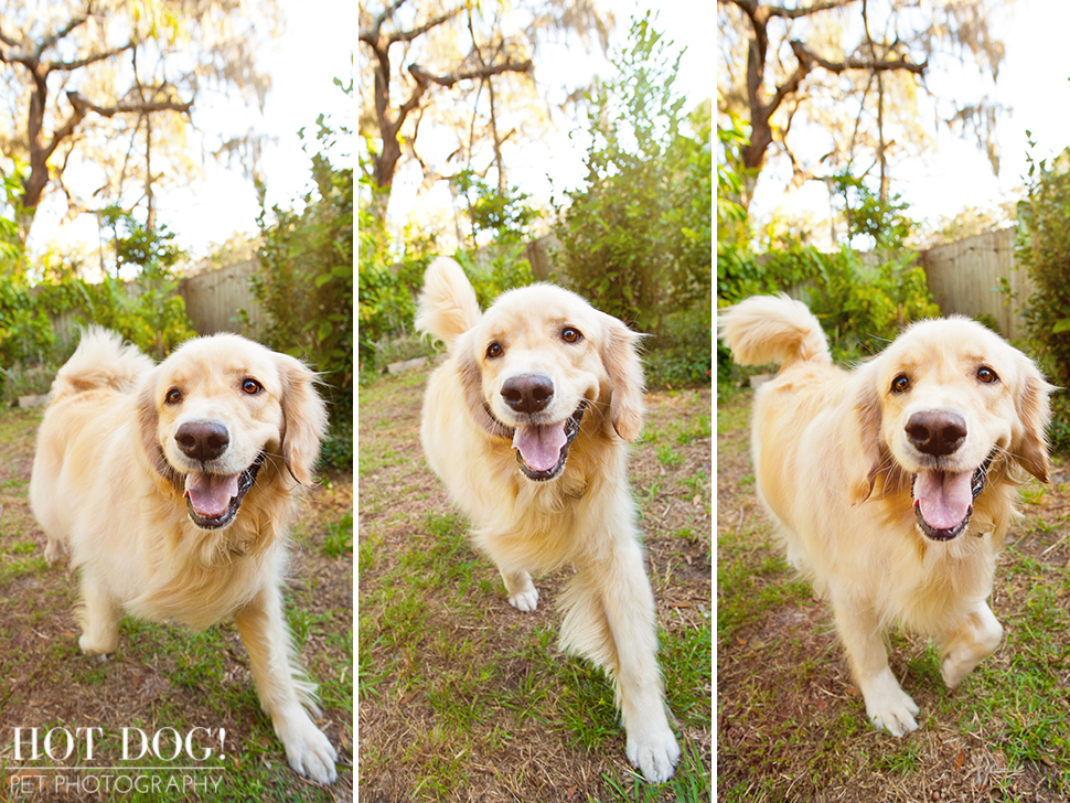 Maggie the Golden Retriever | Orlando Pet Photography