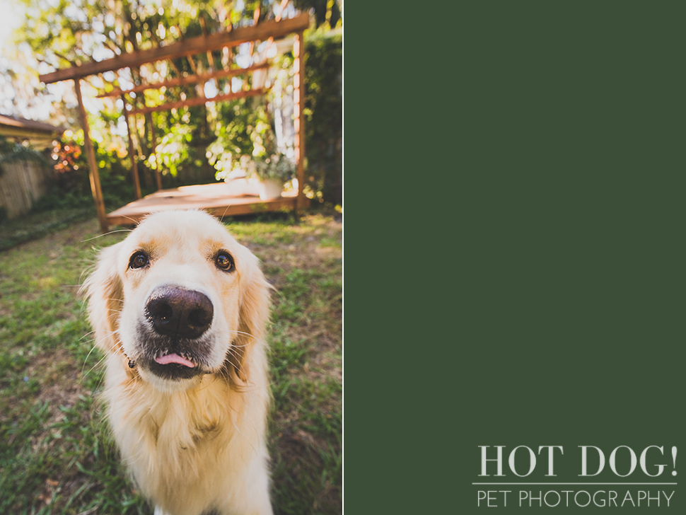 Maggie the Golden Retriever | Orlando Pet Photography