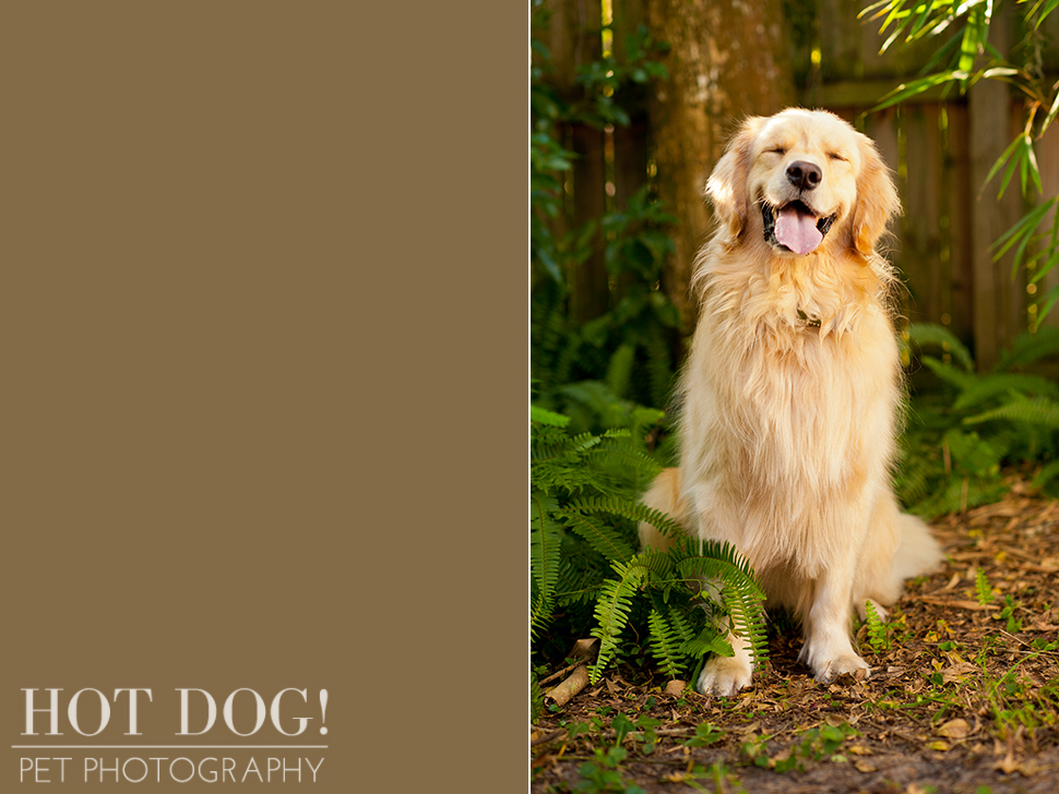 Maggie the Golden Retriever | Orlando Pet Photography