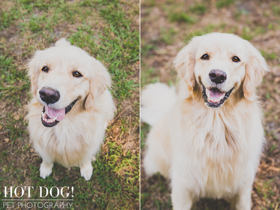 Maggie the Golden Retriever | Orlando Pet Photography