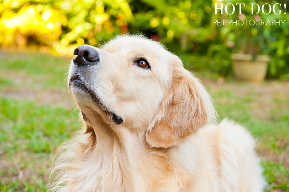 Maggie the Golden Retriever | Orlando Pet Photography