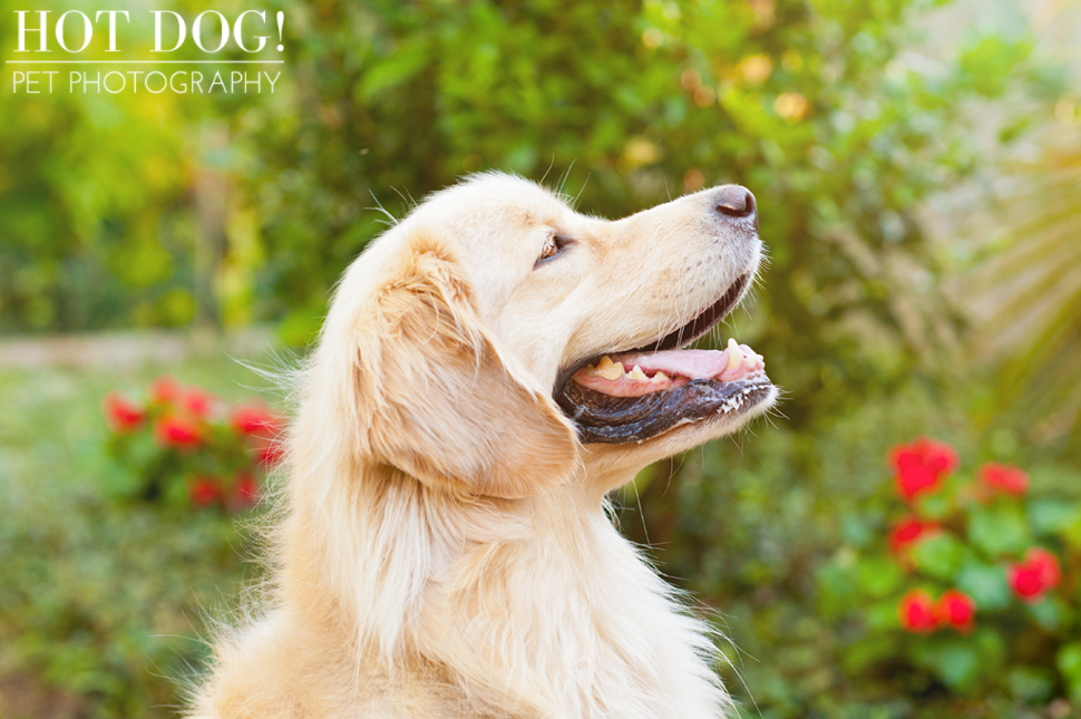 Maggie the Golden Retriever | Orlando Pet Photography