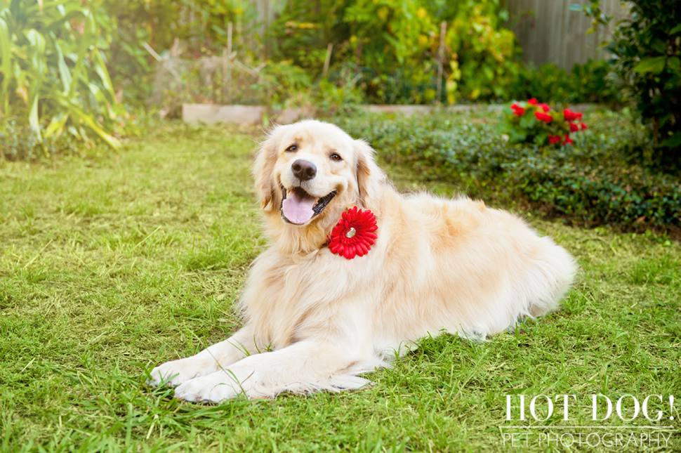 Maggie the Golden Retriever | Orlando Pet Photography