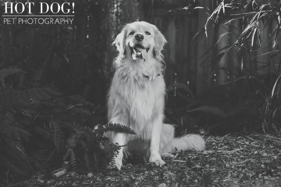 Maggie the Golden Retriever | Orlando Pet Photography
