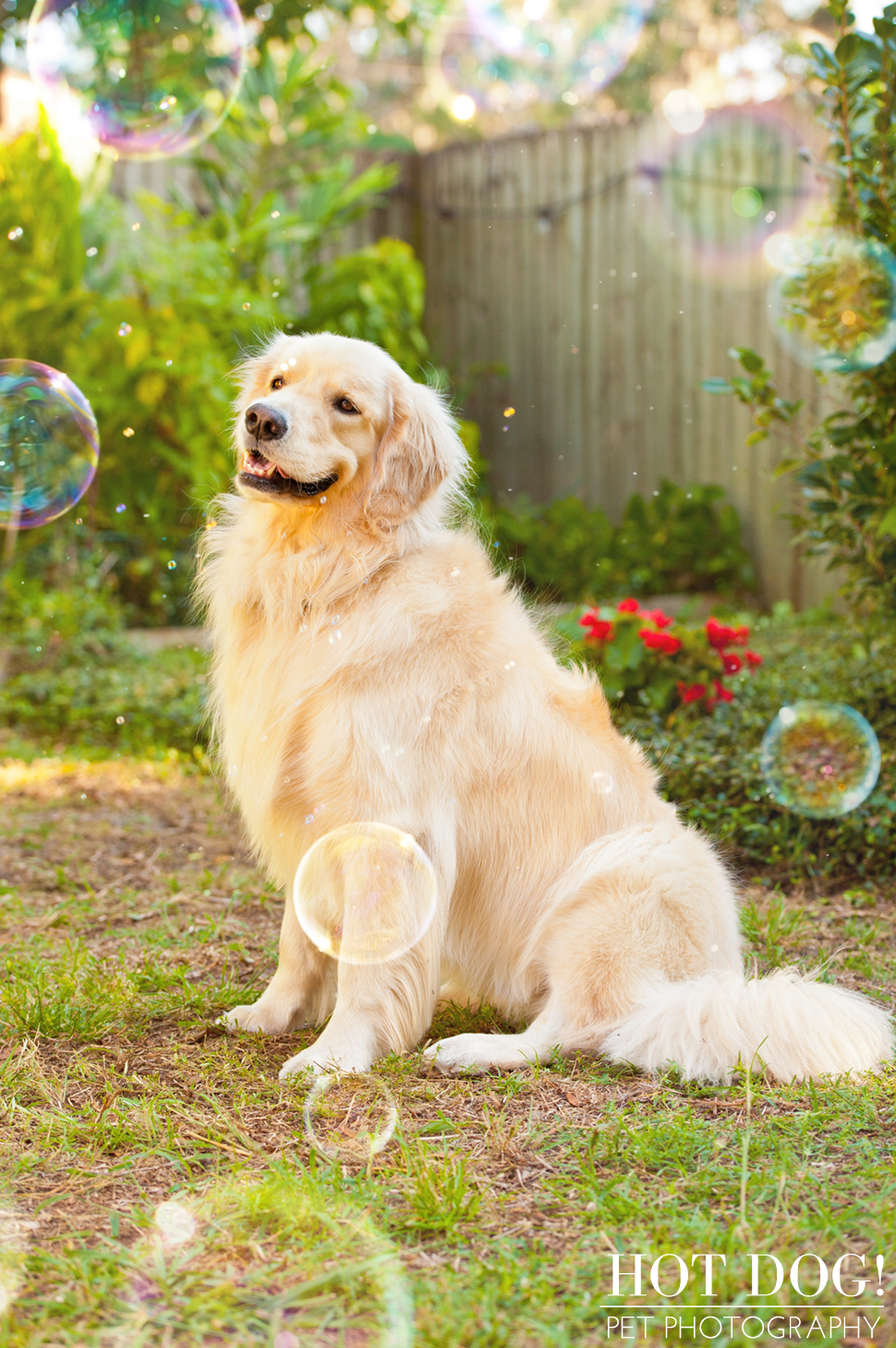 Maggie the Golden Retriever | Orlando Pet Photography